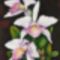 Orchidea 17 Laelia purpurata russeliana