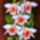 Orchidea_19_dendrobium_selyem_40x30_cm_513004_96869_t