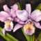 Orhidea 04 Cattleya