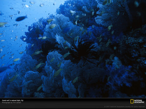 Coral Reef, Fiji, Indonesia, 2005