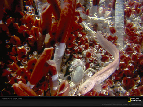 Deep Sea Tubeworms