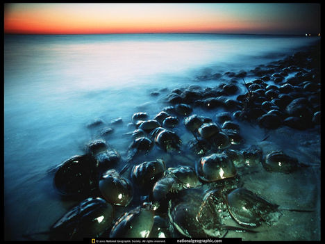 Delaware Horseshoe Crabs, Delaware Bay, 1999