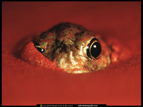 Desert Spadefoot Frog, Australia, 1999