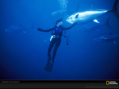Diver and Bluefin Tuna