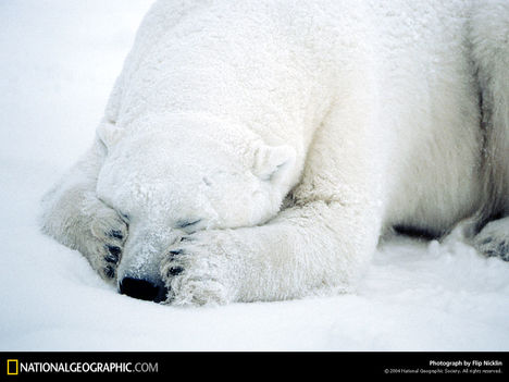 Dozing Polar Bear, Canada, 1996