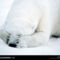 Dozing Polar Bear, Canada, 1996