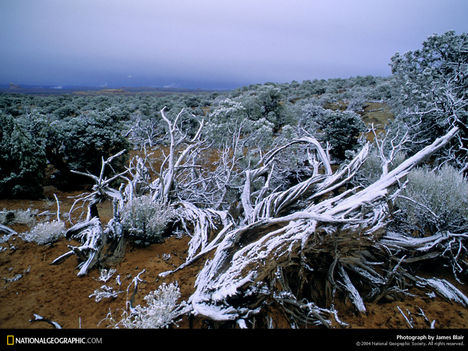 Dry Branches, Utah, 1993