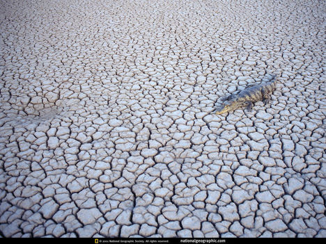 Dry River Caiman, Venezuela, 1998