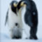 Pingvin-család