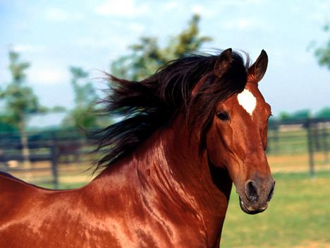 _Dadivoso_, Andalusian Stallion