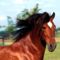 _Dadivoso_, Andalusian Stallion