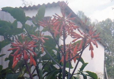 ALOE-virágzik RM- 5