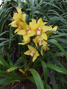 Orchideák 12