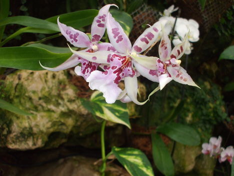 Orchideák 15