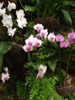 Orchideák 16