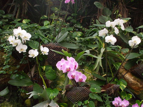 Orchideák 17