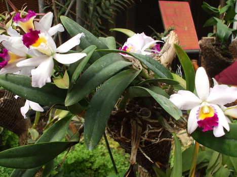 Orchideák 9