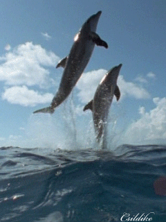 játszó delfinek