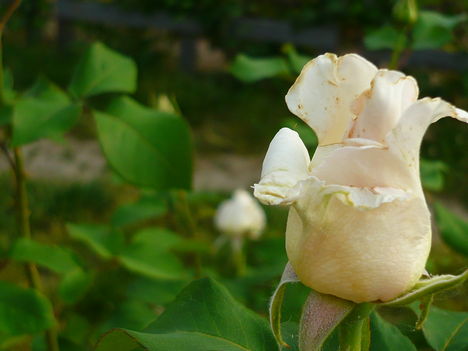 A fehér rózsa ünnepélyessége