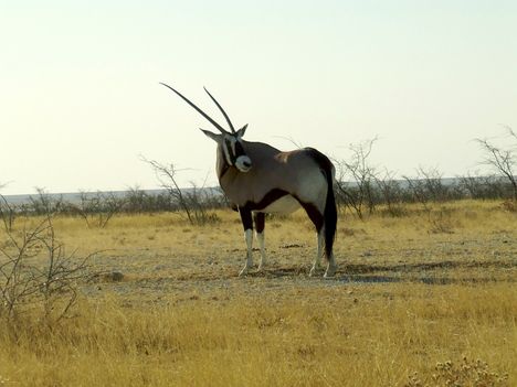 Afrikai antilop 4