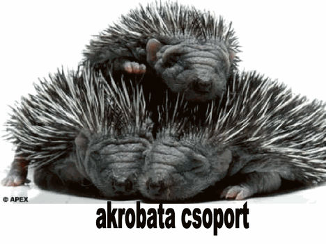 akrobata csoport