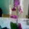 phalaenopsis-Lepke orcchidea