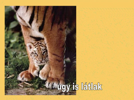 ugy is látlak