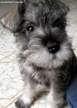 Miniature Schnauzer