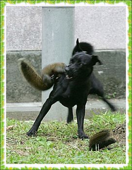 Érdekes viselkedés, a kutya és a mókus anya között. 3