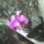 Orchidea-001_521552_79921_t