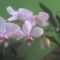 orchidea