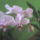 Orchidea-002_521553_36977_t