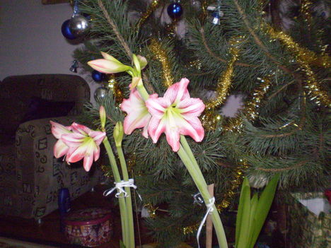 amarilis és a karácsonyfa