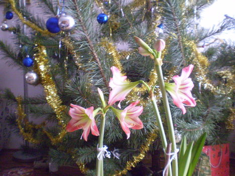 karácsonyfa és az amarillisz