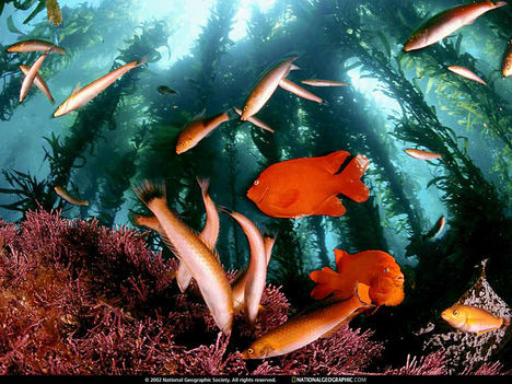 Fish Among Giant Kelp, California, 1996