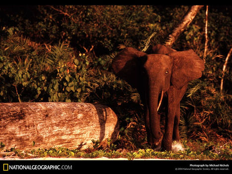 Forest Elephant, Gabon, 2003