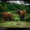 Forest Elephant Pair, Gabon, 2003