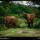 Forest_elephant_pair_gabon_2003_523681_61636_t