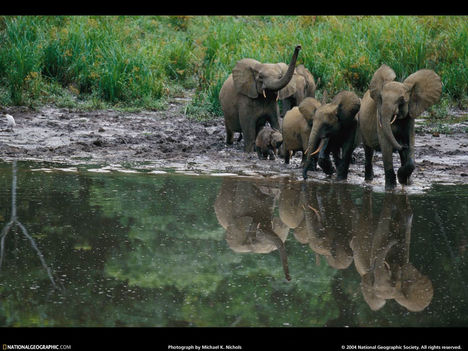 Forest Elephants, Gabon, 2002