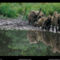 Forest Elephants, Gabon, 2002