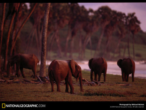 Forest (Erdei) Elephant Family, Gabon, 2003