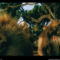 Gelada Bachelors, Ethiopia, 2002