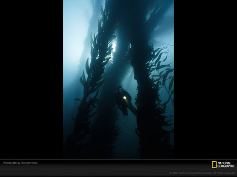 Giant Kelp Fronds