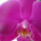 joe orchideái 2