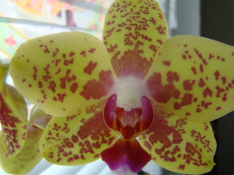 joe orchideái 3