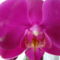 joe orchideái 4