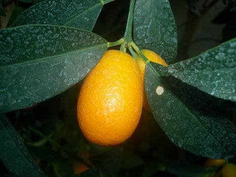 kinai narancs