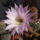 Echinopsis-001_524987_30624_t