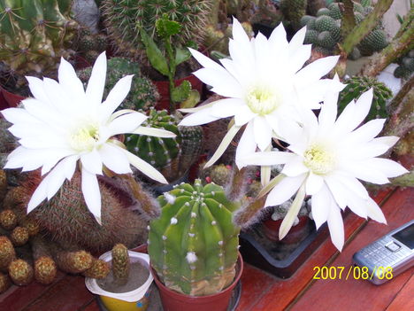 Echinopsis