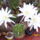 Echinopsis_524986_21745_t